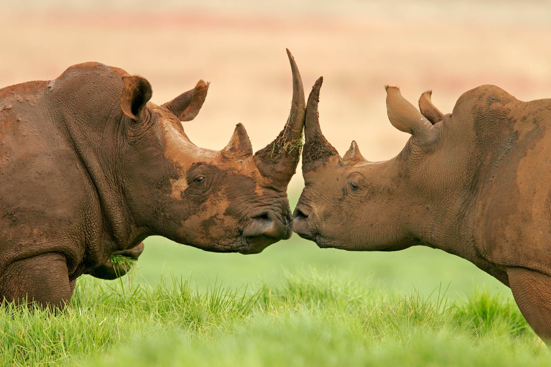 Rhino Rescue Project – Proactive Poaching Prevention