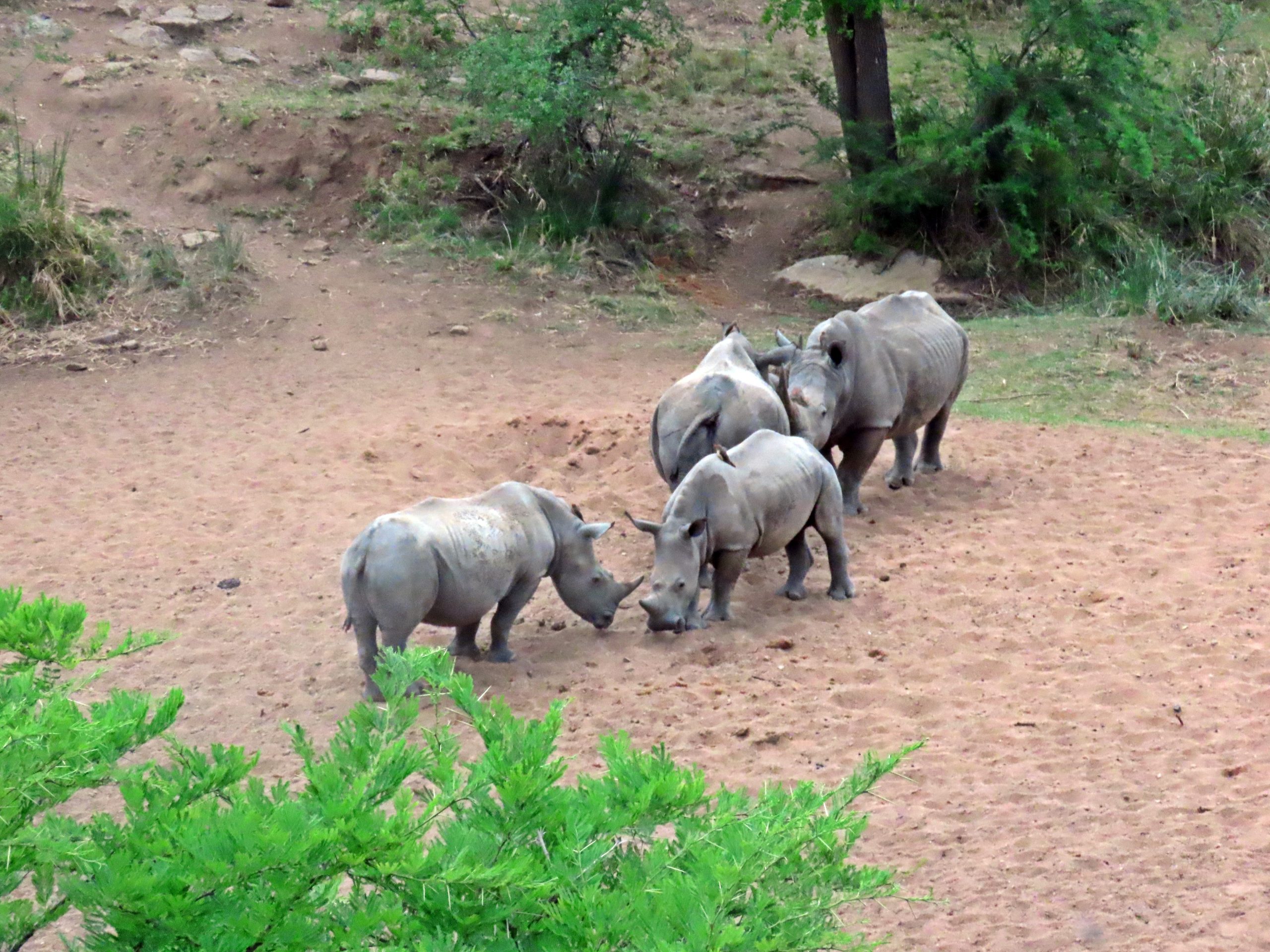Project Rhino members placeholder image