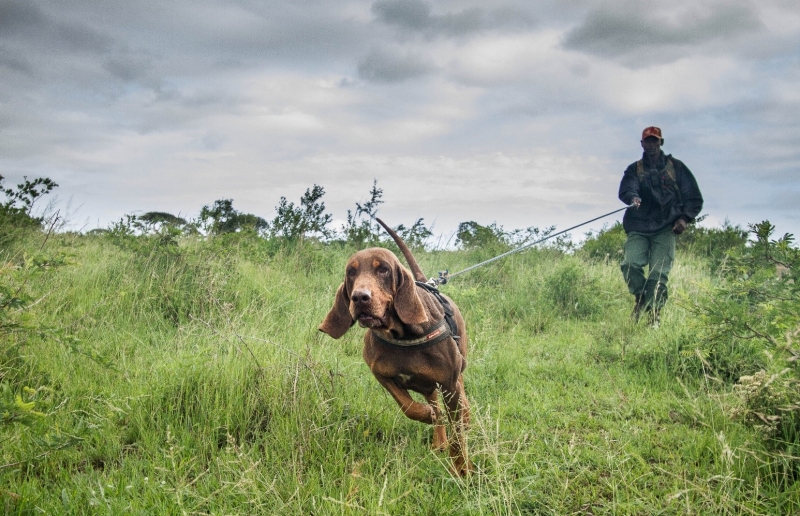Project Rhino K9 Unit placeholder image